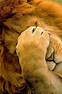 Lion, Windland Smith Rice (1999) | Photography, Natural history ...