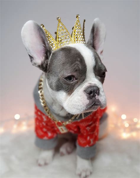 Crown For Dog Or Cat Princess Dog Crown Crown For Dog Etsy Uk
