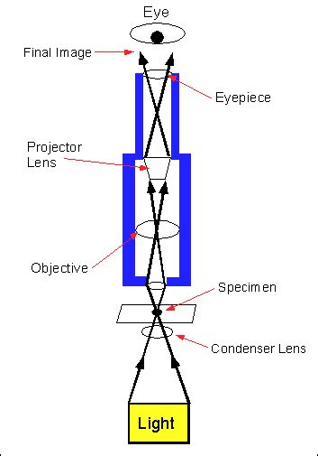 Light Microscope Lens Diagram Micropedia