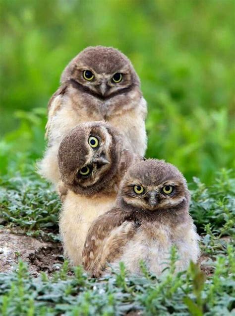 The One Turned Sideways How Adorable I Think Its Me Owl Baby Owls