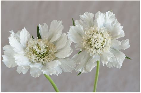 Fama White Scabiosa Seed Johnnys Selected Seeds