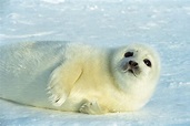 Best Time to See Baby Seals in Quebec 2024 - When to See - Rove.me