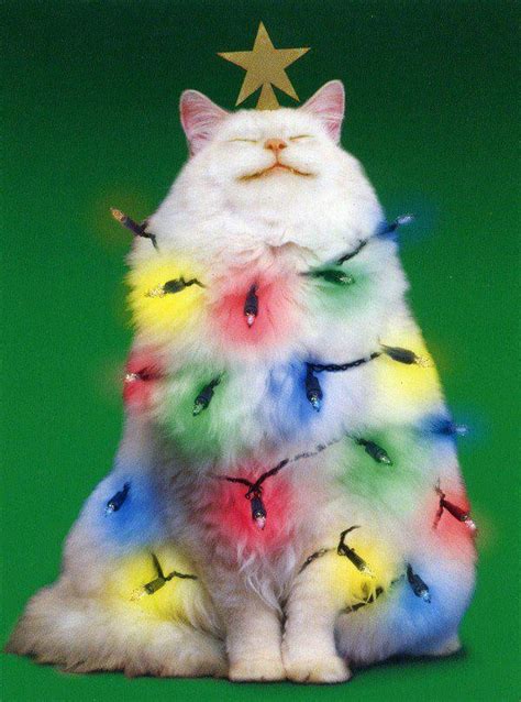 Fat Christmas Tree Cat Cute Pictures Of Animals
