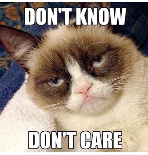 The 40 Funniest Grumpy Cat Movie Memes 40 How Much Is This