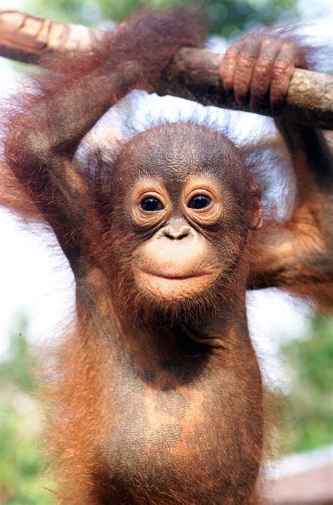 Critter Babies Orangutan