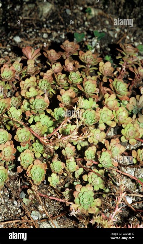 Stonecrop Foliage Sedum Glaucophyllum Stock Photo Alamy