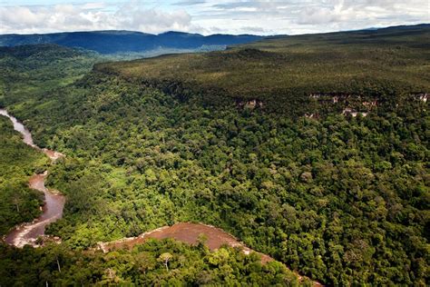 Deretan Hutan Hujan Tertua Di Dunia Salah Satunya Di Indonesia
