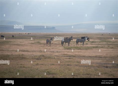 Dry Landscape With Zebras In Ngorongoro Crater Tanzania Africa Stock