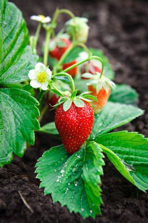 Strawberry Renovation Guide Learn How To Renovate Strawberry Plants