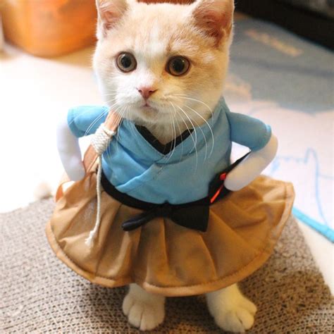 This Adorable Cat Costumes Will Capture Your Heart In 2020 Funny Cat