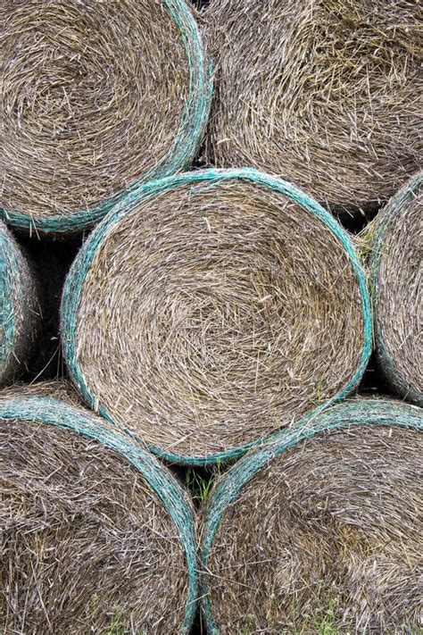 High Stack Of Round Dry Hay Bales On A Farm Field Stock Image Image