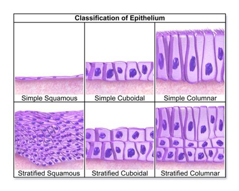 Types Of Epithelial Tissue Under Microscope Micropedia