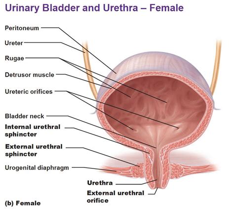 Anatomy Of Female Urethra