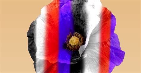 What Do The Different Colour Poppies Mean