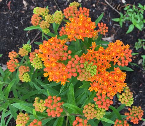 Asclepias Tuberosa Butterfly Weed Master Gardeners Of Northern Virginia