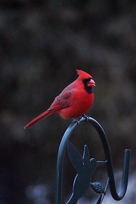 One Of My Favourites~ Cardinal Birds Red Birds Colorful Birds Love