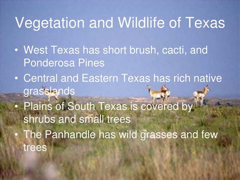 Ppt Texas Landforms And Regions Powerpoint Presentation Free Download