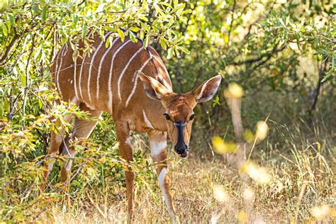 Flickriver Photoset Animals Limpopo South Africa By Nature By SØs