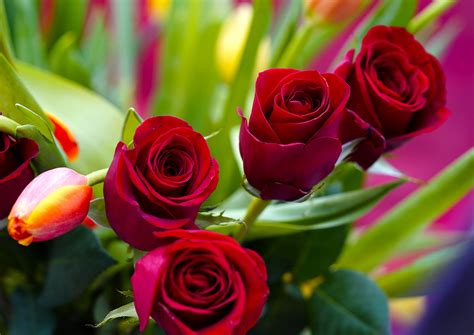 ASGCU Lopes and Roses - GCU News