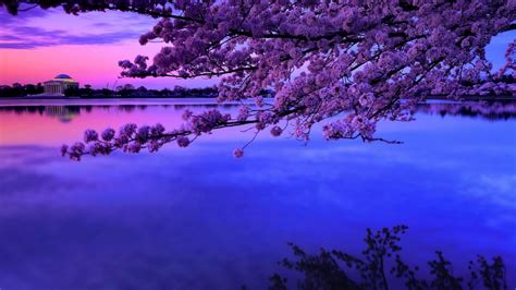 Japanese Cherry Blossom Wallpaper 1920x1080 Katharine Solis