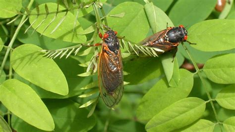 How Long Will Brood X Cicadas Last 17 Year Cicada Faq Nbc Connecticut