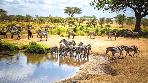 Our Quick Guide To Safaris In Tanzania Finding Beyond