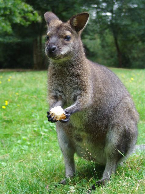 Wallaby Garden Pests - How To Stop Wallabies From Eating My Plants