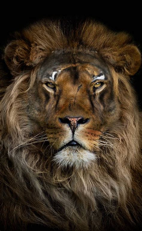 Black Lion By Leviatan 666 On Deviantart Lion Photography Animal