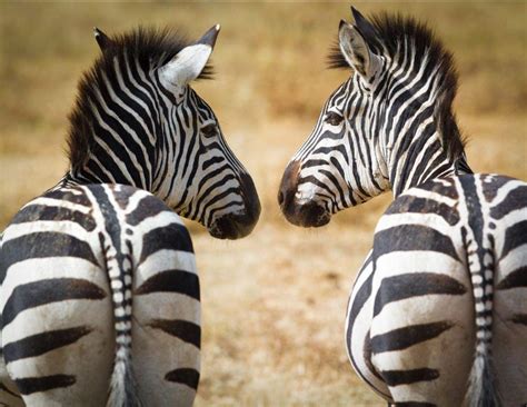 Solve Geo Zebra Jigsaw Puzzle Online With 300 Pieces