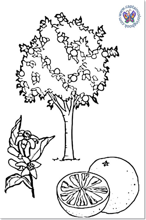 Orange Tree Coloring Pages Coloring Pages