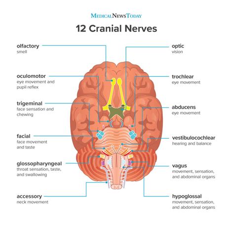 what are the 12 cranial nerves functions and diagram cranial nerves cranial nerves function