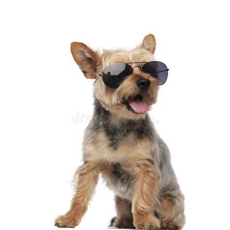 Yorkshire Terrier Wearing Sunglasses And Panting Stock Photo Image Of