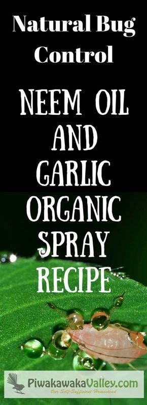 Make Your Own Effective Pesticide Neem Oil And Garlic Organic Spray