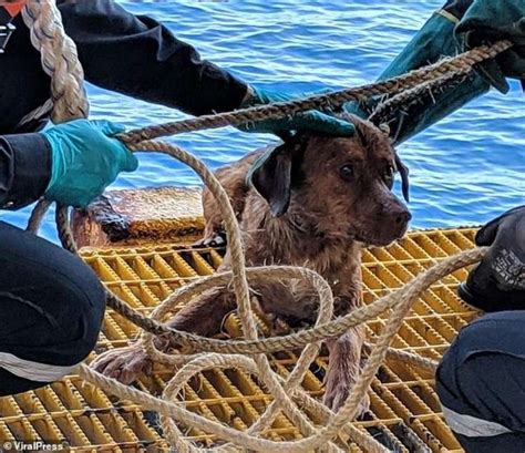 Dog Rescued After Found Swimming 135 Miles Out At Sea 9 Images Dog