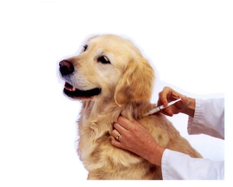 How To Inject A Dog Giving An Injection Step By Step