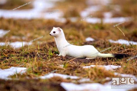 Ermine Stoat Short Tailed Weasel Mustela Erminea With Winter Coat