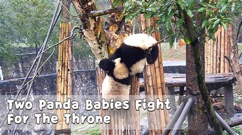 Two Panda Babies Fight For The Throne Ipanda Youtube