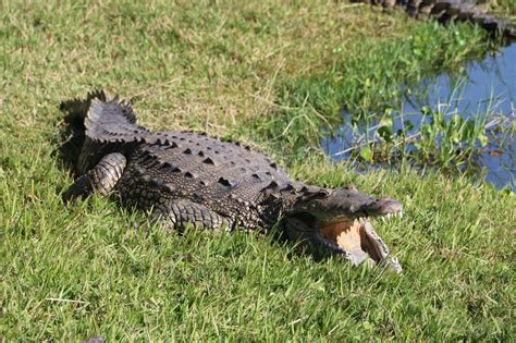 Where Do Crocodiles Live Lets Explore Their Habitat