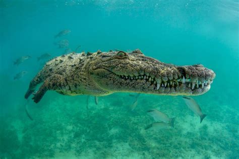 10 Fakta Buaya Air Asin Reptil Terbesar Di Bumi Saat Ini