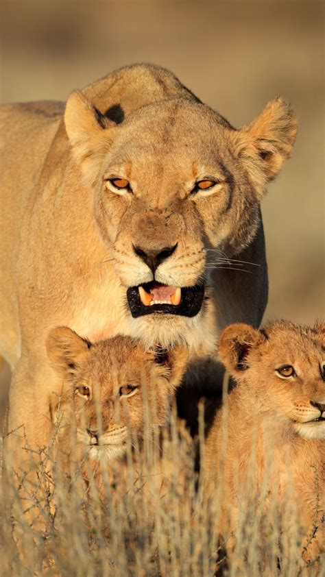 Nature Is Tough In Africa 50 Of Lion Cubs Die Before They Reach The Age Of 2 Female Lion