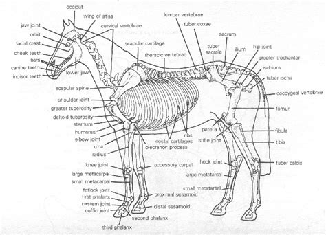 It protects vital organs, provides framework, and supports soft parts of the body. Vertebrae - The Equine Independent