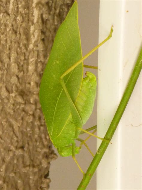 What Insect Looks Like A Green Leaf True Katydids