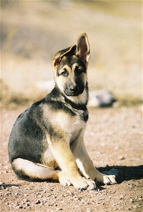 Make sure to buy your shepherd pit puppies only from a responsible breeder and ask to see the health clearances. German Shepherd puppy ears.jpg