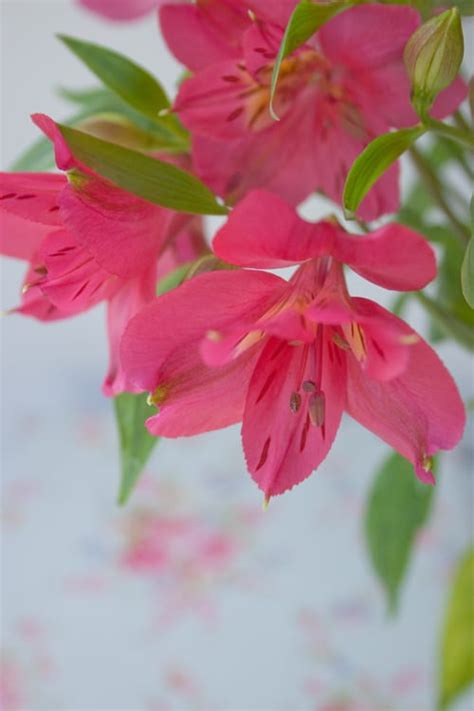 Check spelling or type a new query. Alstroemeria : a long-lasting cut flower | Flowerona