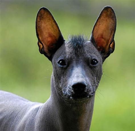 The Xoloitzcuintli Or Mexican Hairless Dog Was Known As The Aztec Dog
