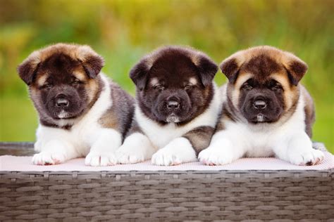7 Facts About Akitas Greenfield Puppies