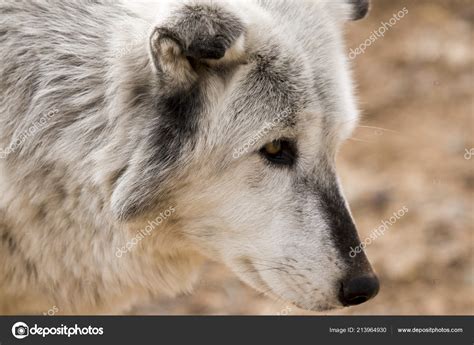 Head Shot Captive Mexican Gray Wolf Out Africa Arizona