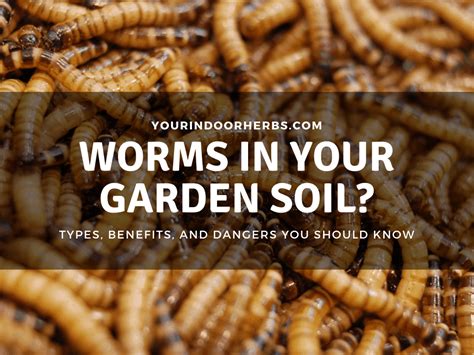 6 Worms You Can Find In Your Garden Soil Your Indoor Herbs