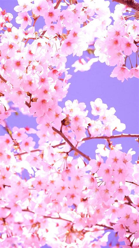 31 Anime Cherry Blossom Wallpapers For Iphone And Android By Heidi Simmons