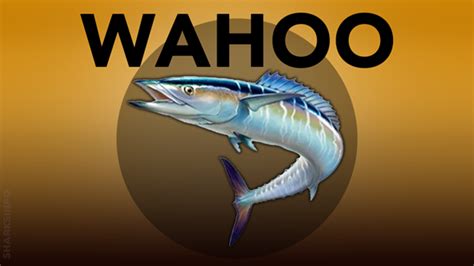 Wahoo Facts And Information Guide